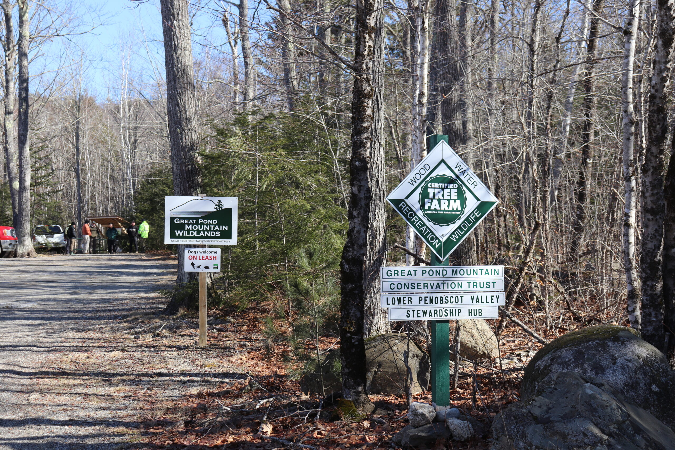 Managing Beech for Resiliency to Pests and Pathogens at the Wildlands